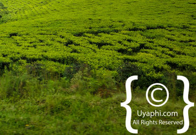 Images Of Scenery In Uganda