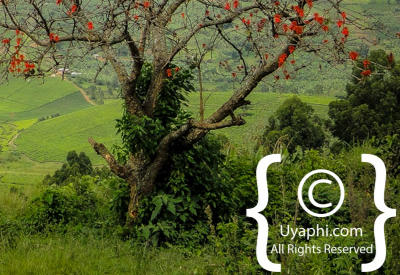 Images Of Scenery In Uganda