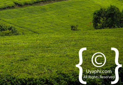 Images Of Scenery In Uganda