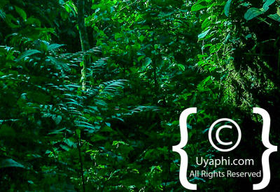 Uganda Scenery Photos