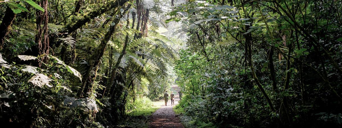 Camps and lodges in the Bwindi Impenetrable National Park