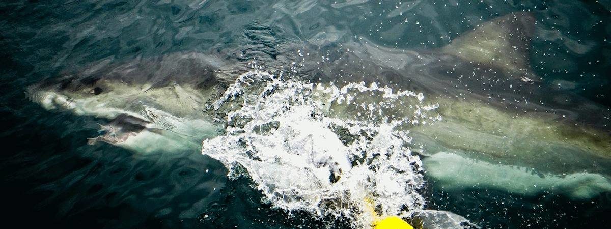 Cape Town Shark Diving | Great White Cage Diving In Cape Town
