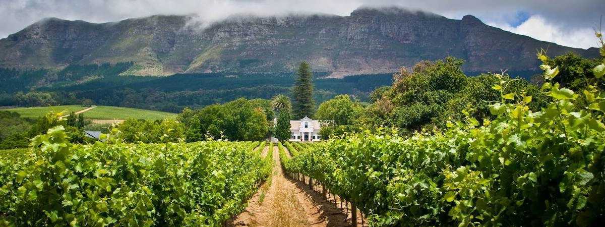 Constantia vineyards and wine route