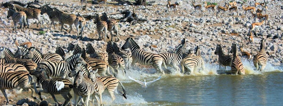 Etosha National Park Lodges And Safari Camps