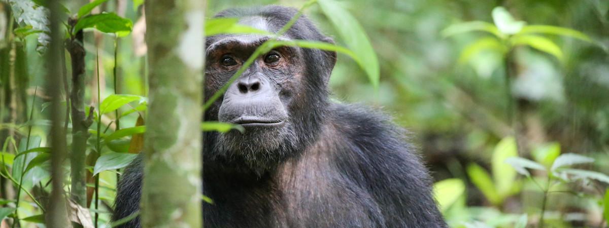 Camps and Lodges in the Kibale Forest National Park