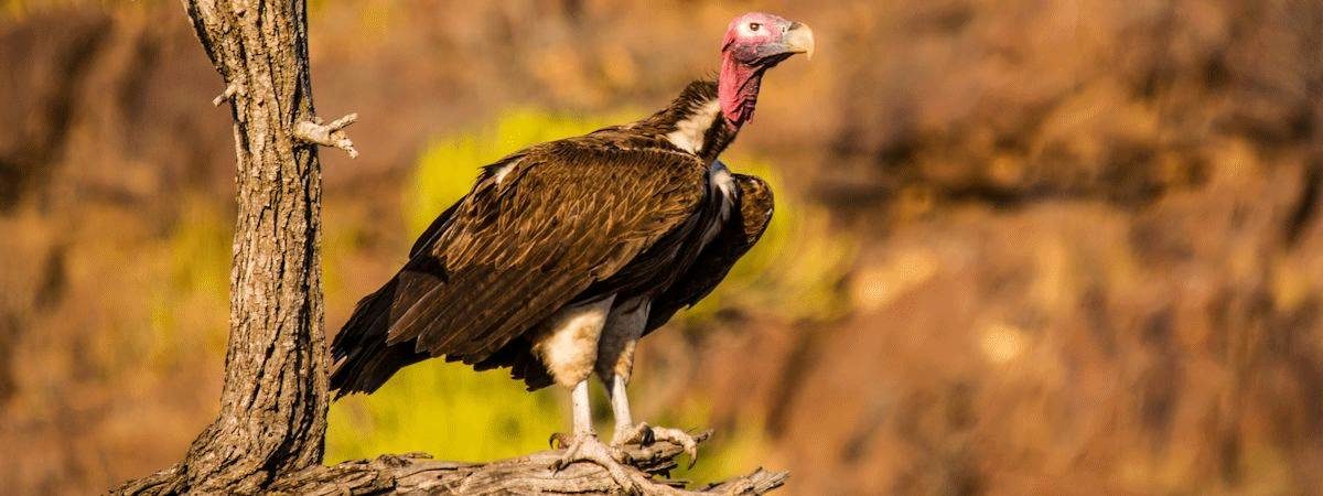 Kruger Bird List | Bird Checklist For The Kruger National Park