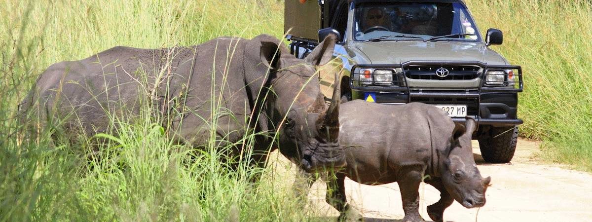 South Africa Budget Safaris