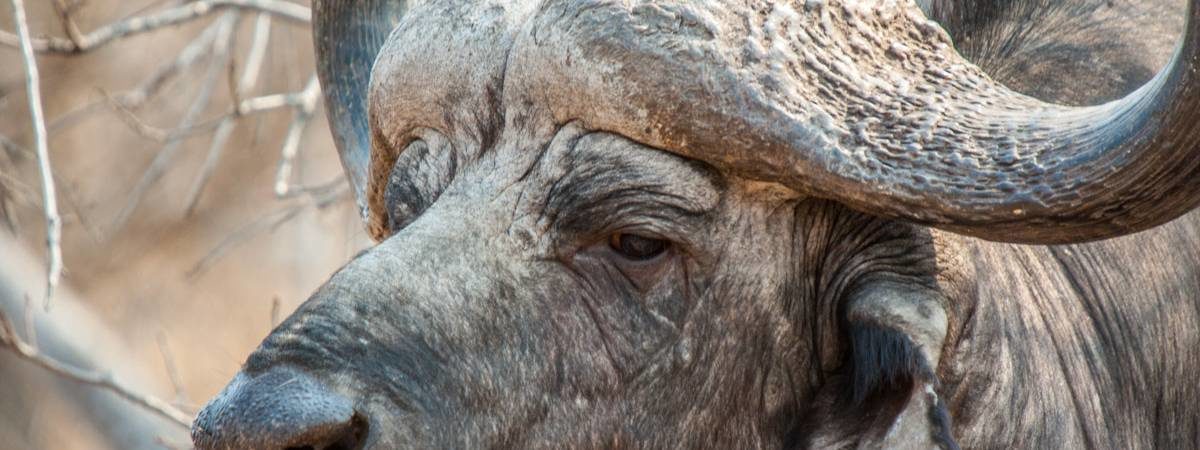 Kruger Mammal List