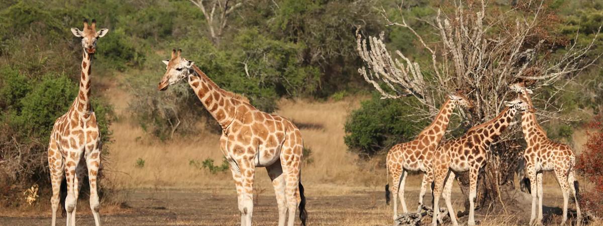 Lake Mburo National Park Lodges And Camps