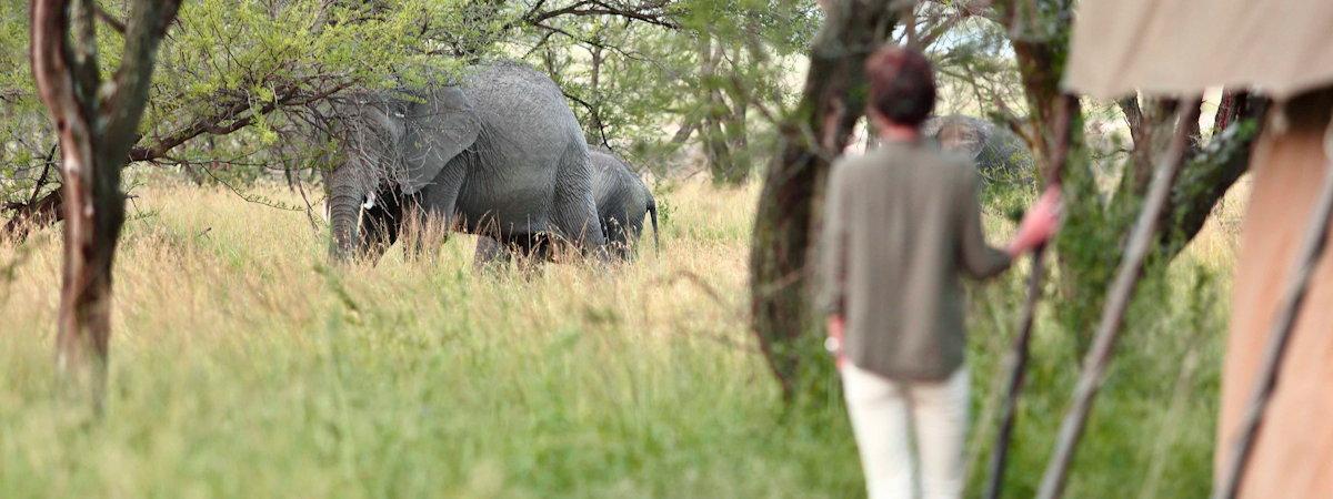 Best Lodges In The Serengeti