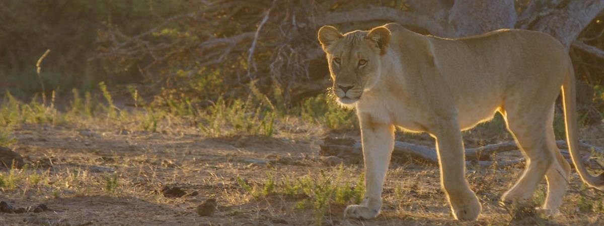 Madikwe Lodges