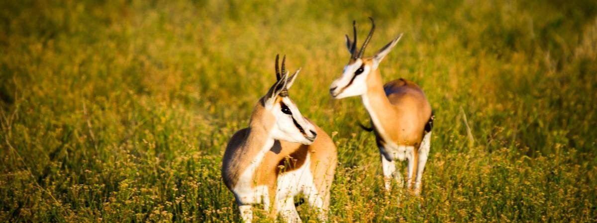 Madikwe Mammal List