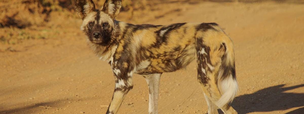 Madikwe Photo Galleries