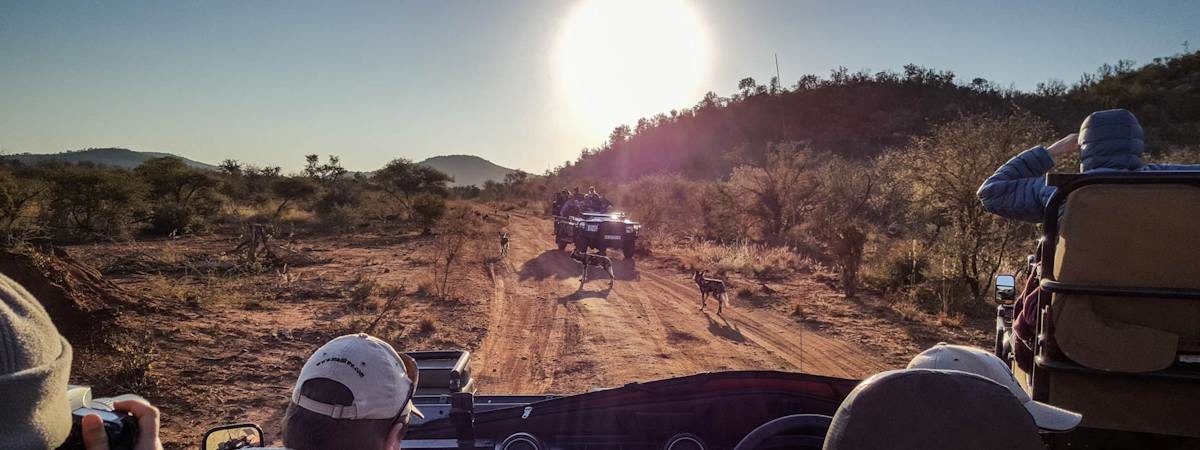 Madikwe safaris and holidays in South AFrica