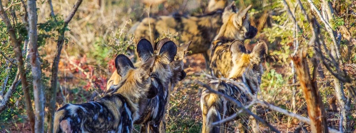 Madikwe Game Reserve Travel Guide