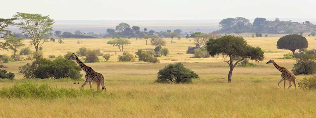 tanzania safari malaria