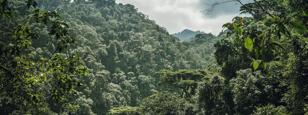 Accommodation in the Nyungwe National Park