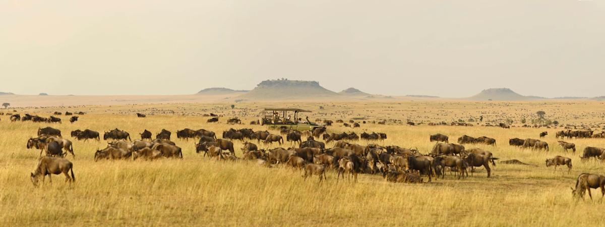 A Serengeti National Park Safari