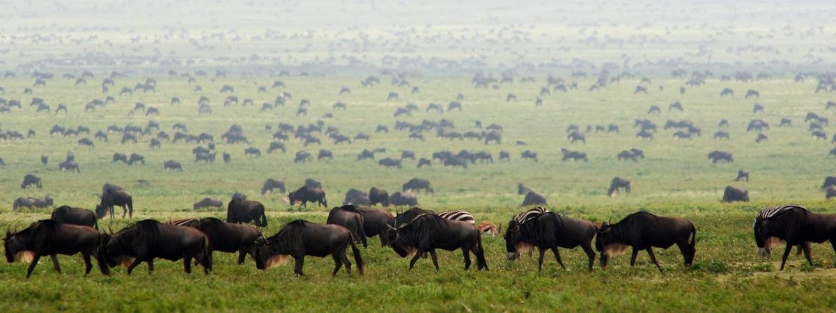 Tanzania Travel