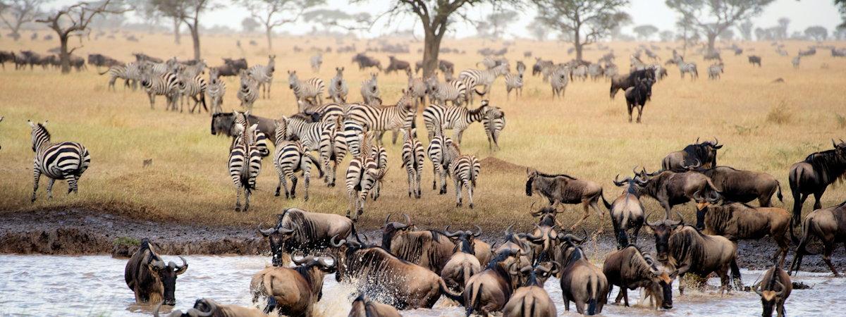 Your Guide To Tanzania Travel