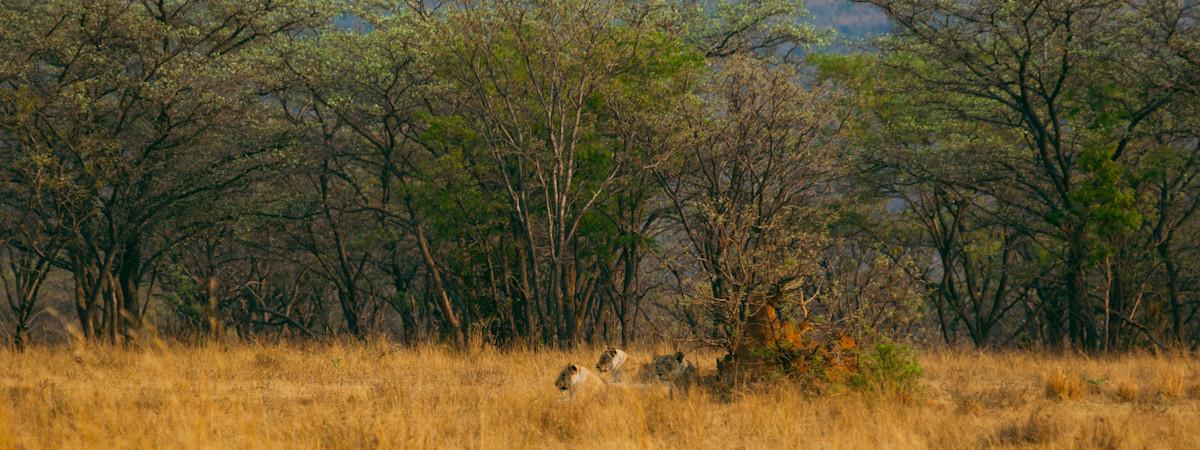 Travel Guide to the Waterberg