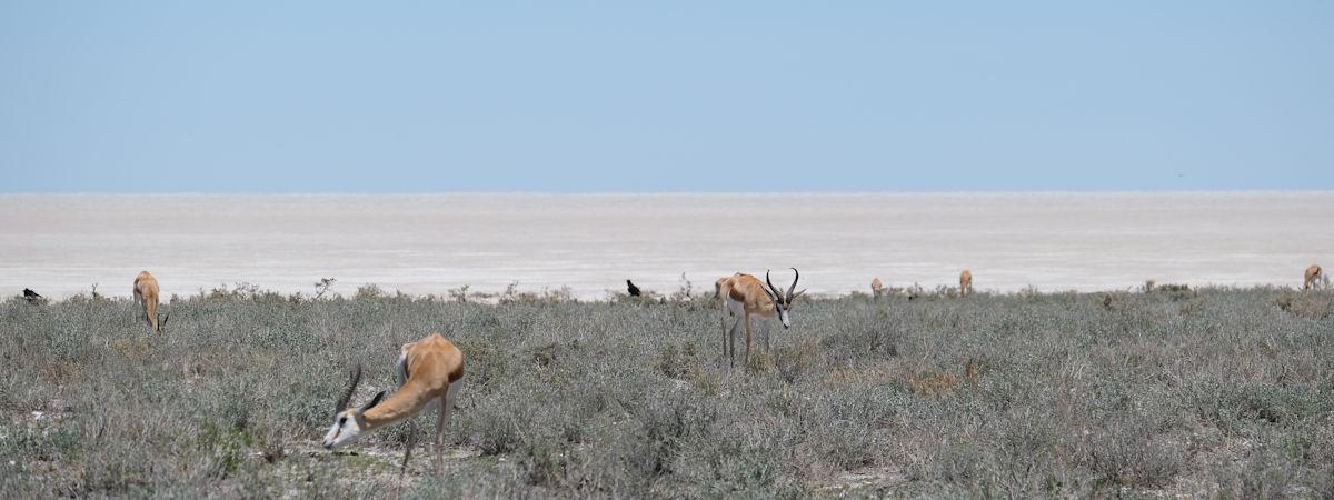 10 Reasons to Visit Etosha National Park for an Unforgettable Safari