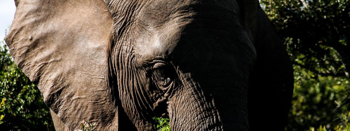 Addo Elephant Back Safari