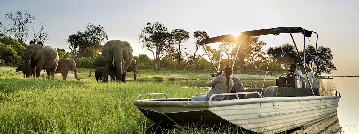 Explore the Best of Botswana Chobe National Park: A Wildlife Adventure