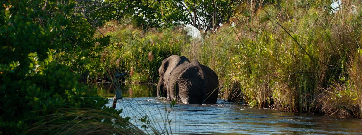 Camping In The Okavango Delta