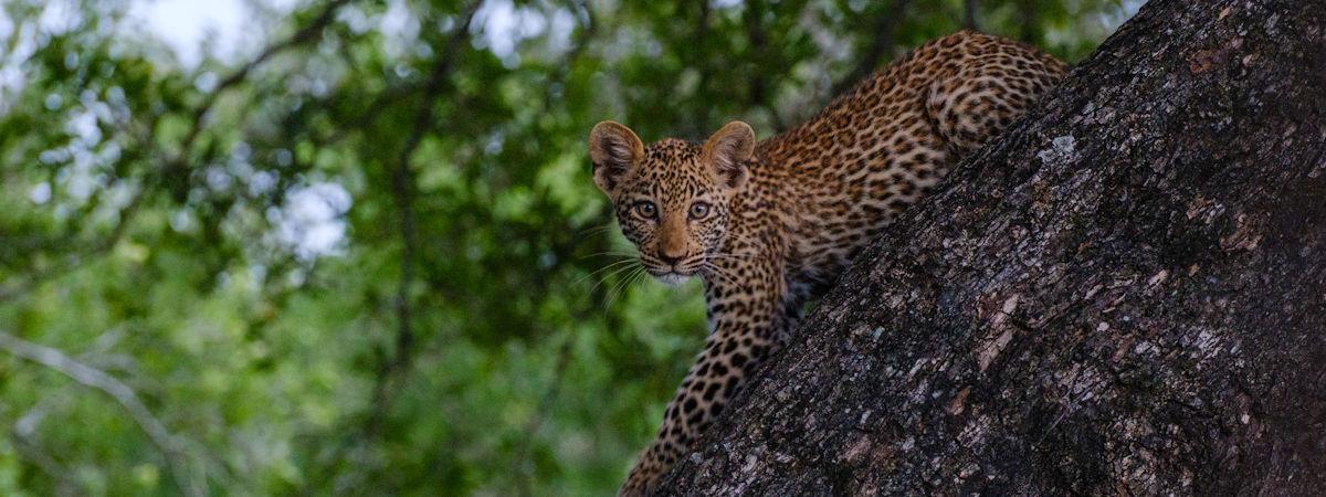 Your Essential Kruger National Park Travel Bucket List for Adventurers