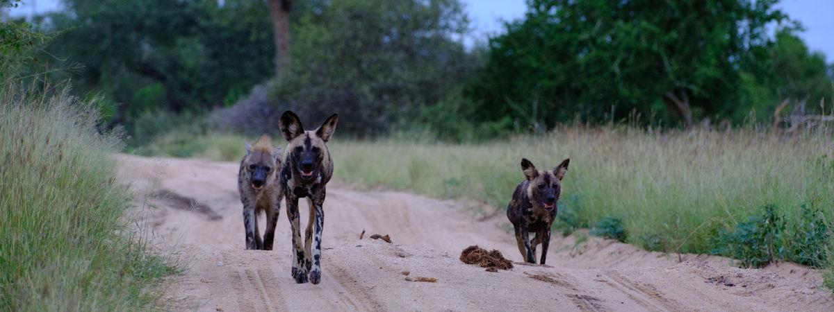 The Best Kruger Game Reserves for an Unforgettable Safari Experience