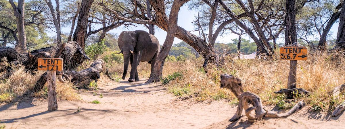 Unveiling Zimbabwe's Top 10 Premier Luxury Safari Camps