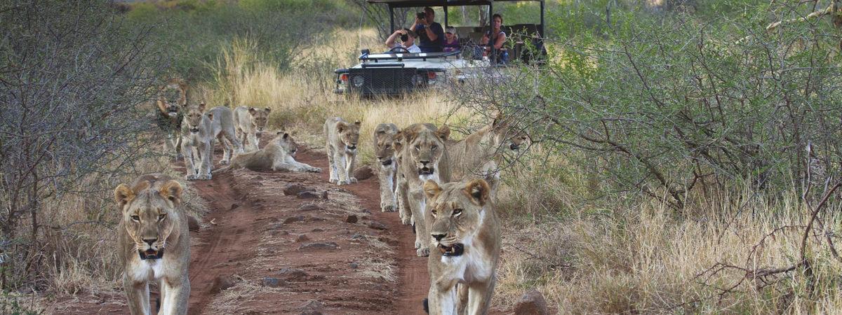 Top Luxury Safari Lodges in the Madikwe Game Reserve for Your Getaway