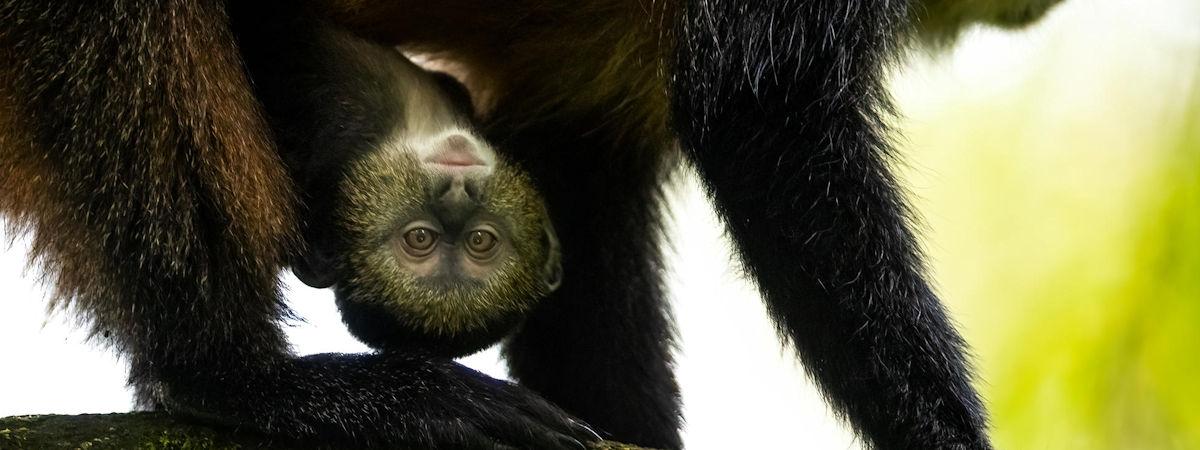 The Ultimate Rwanda Travel Bucket List: Top Experiences You Can't Miss