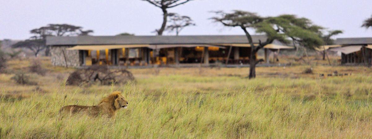 The Best Tented Safari Camps in the Serengeti: A Comprehensive Guide