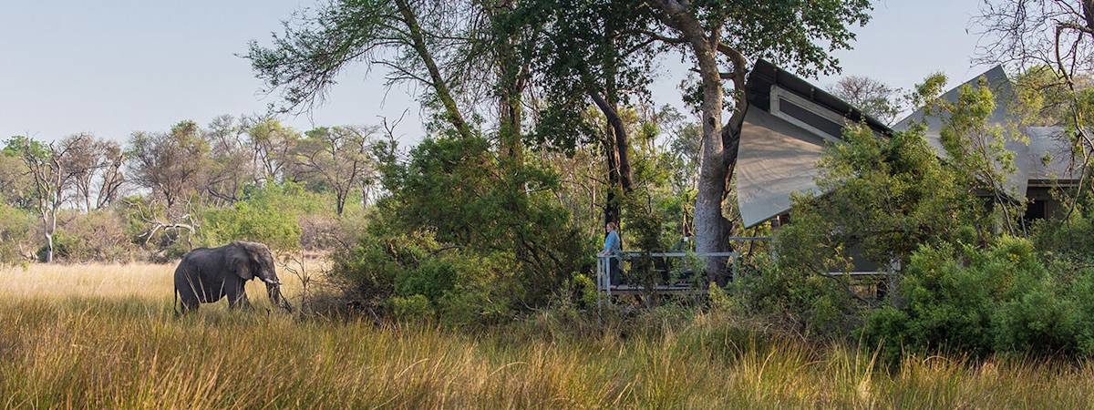 Abu Camp In the Okavango Delta