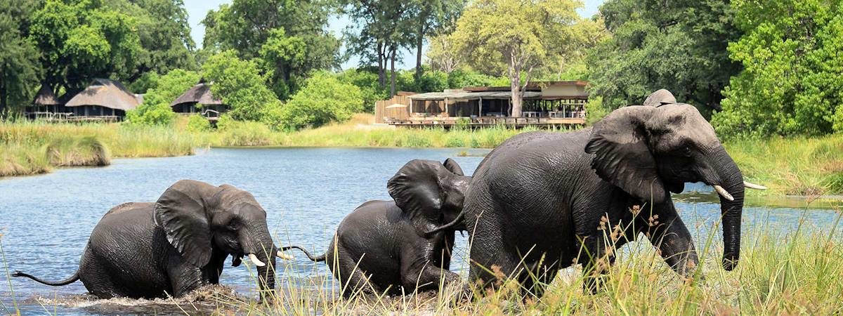 Kings Pool Camp In Botswana