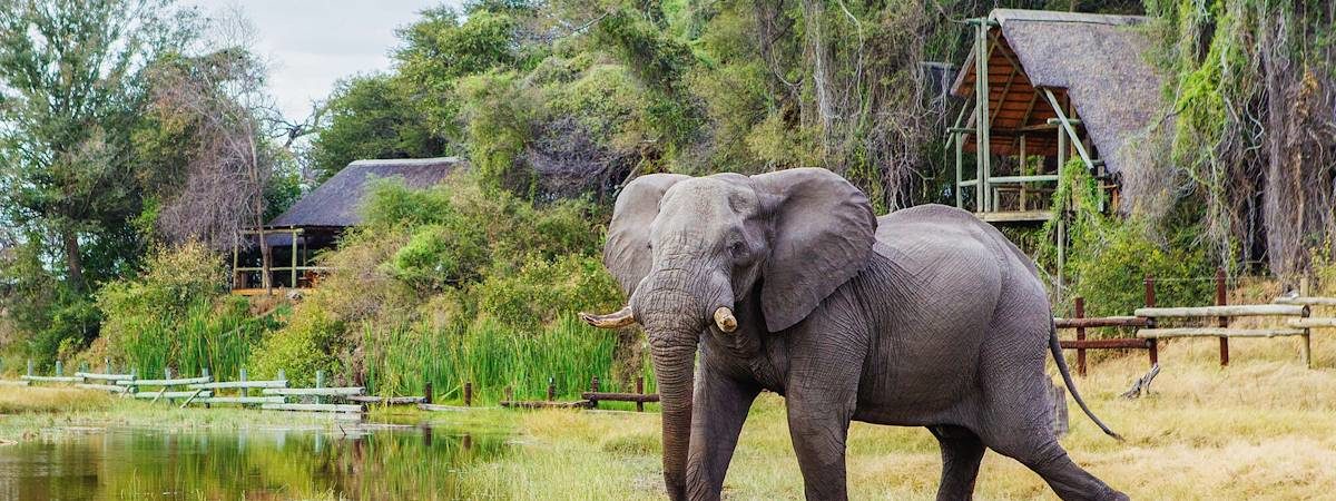 Botswana's famed Savute Safari Lodge