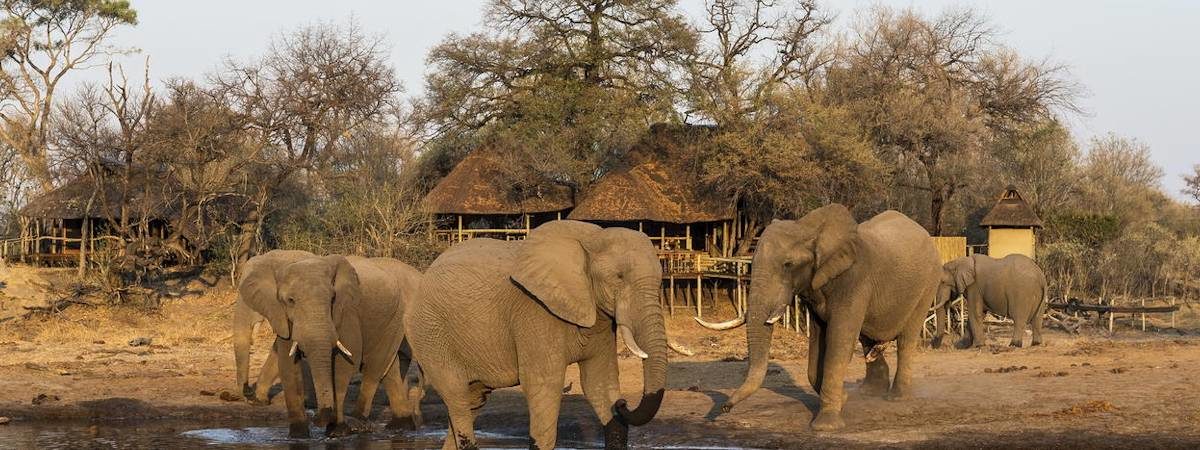 Elephant herds at Savuti Camp