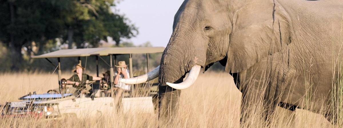 Best Okavango Fly In Safari