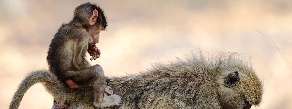 Okavango And Kalahari Family Safari