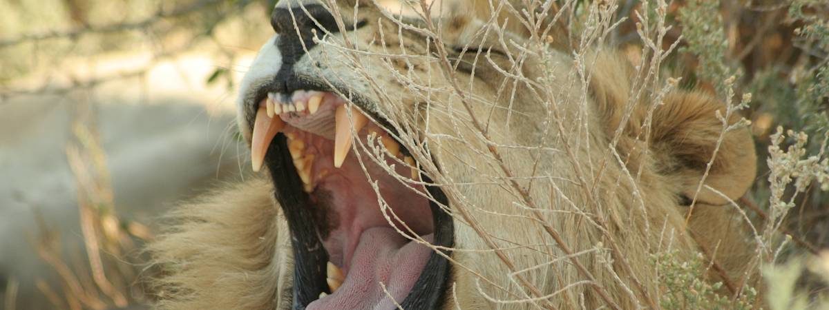 Trans Kalahari Safari