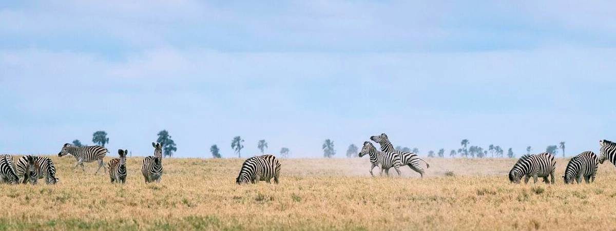 Tsodilo Hills Safari