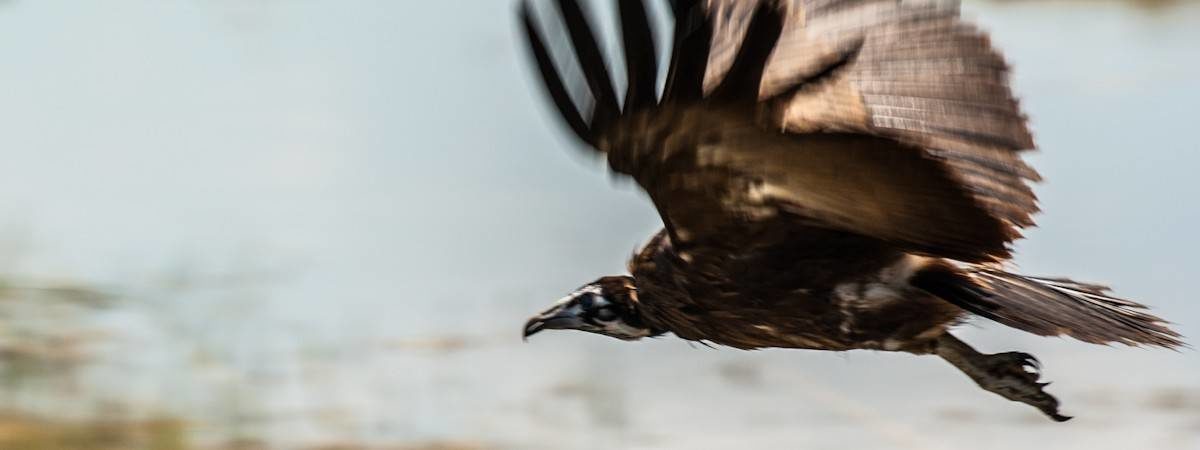 Botswana Bird List