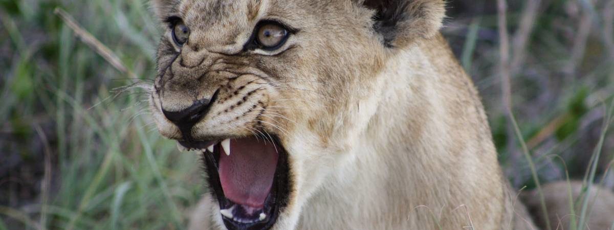 African Safari Holidays