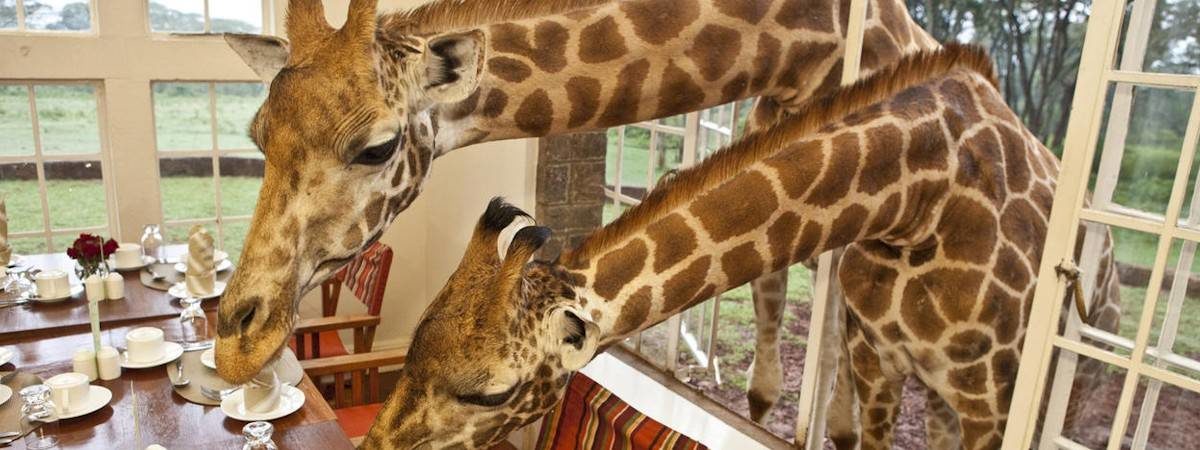 Giraffe Manor