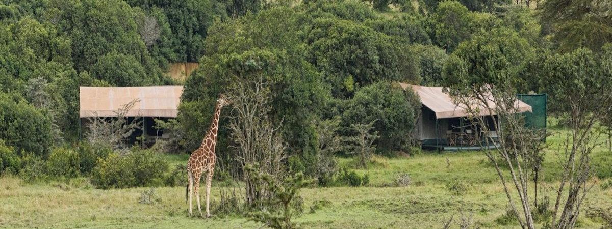 Porini Rhino Camp, Ol Pejeta Conservancy