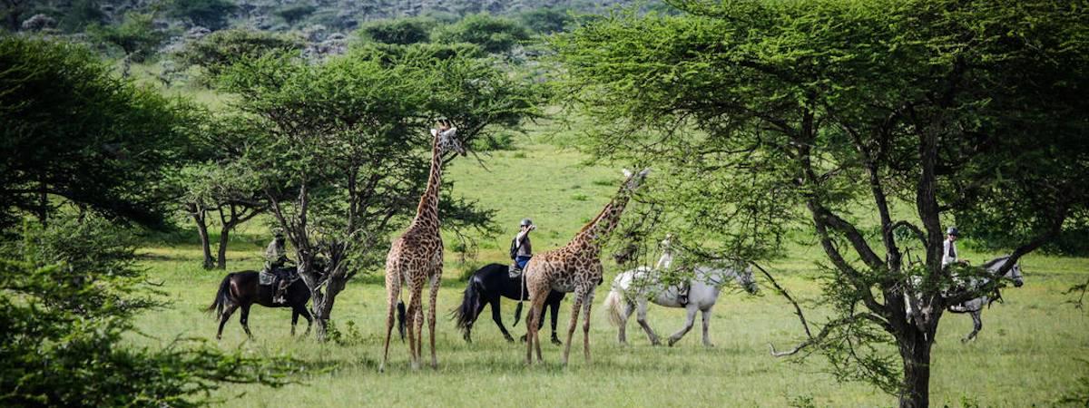 Experience Kenya 0n Horseback