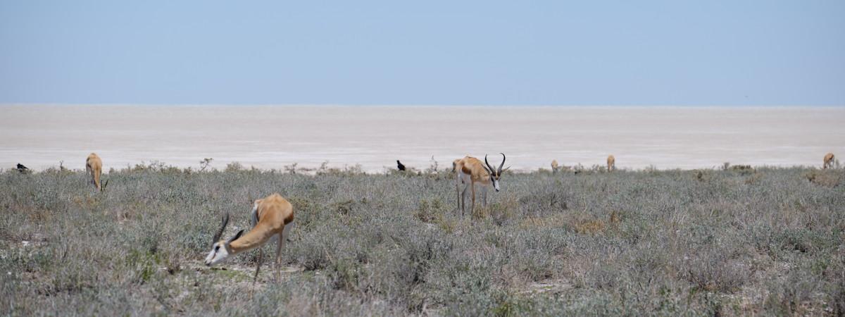 Etosha National Park