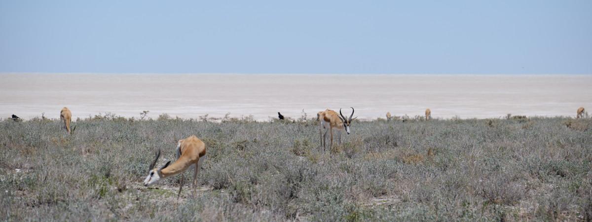 Etosha National Park